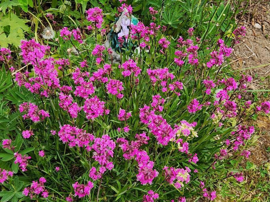 שרברוק Maison Chaleureuse, Energetique Et Florale מראה חיצוני תמונה